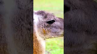 Unveiling Llama Secrets Surprising Facts You Never Knew [upl. by Maunsell]