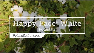 30 Seconds with Happy Face® White Potentilla [upl. by Niple460]