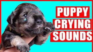 Puppy Crying Sound  Dog Crying Sound Effect Puppies Whining Noises [upl. by Sherwin]