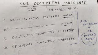 Sub occipital muscle and these nerve supply [upl. by Araj]