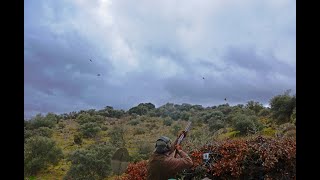 Red Legged Partridge Shooting Ventas Quemadas  Sevilla Spain [upl. by Arliene]