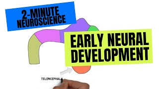 2Minute Neuroscience Early Neural development [upl. by Mayberry981]