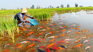 Wow catch Japan KOI fish Orenda Cap fish red fish at rice field for raising [upl. by Yahiya724]