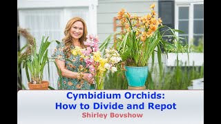 Cymbidium Orchid Care HOW and WHEN to Divide and Repot Cymbidiums 😀 Shirley Bovshow [upl. by Diantha262]