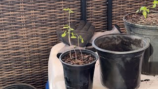 How To Quickly Fix Leggy Seedlings ￼ [upl. by Chisholm]