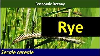 Economic Botany of Rye Secale cereale [upl. by Bodkin476]