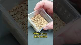 Rare Gecko Eggs  How to Setup for Incubation gecko [upl. by Irved782]