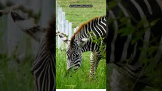 ZEBRA FOAL AND THE OXPECKER BIRDS FRIENDSHIP shorts [upl. by Folly]