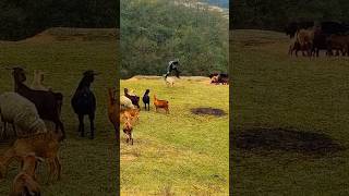 Get up and dance mansheep funny funnyvideo foryou animals mouse11121 [upl. by Oiram]