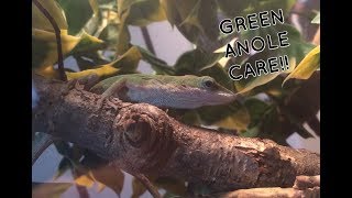 Green Anole Care The Basics [upl. by Wun]