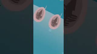 Jellyfish tentacles science sciencefacts [upl. by Lunseth]