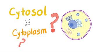 Cytosol vs cytoplasm  What’s The Difference [upl. by Archle]