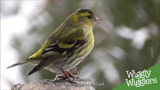 British Bird of the Month Siskin [upl. by Elohcim]