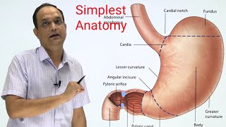 STOMACHANATOMY Part 1 [upl. by Ecirehs]