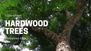 10 Hardwood Trees in the Philippines [upl. by Naget89]