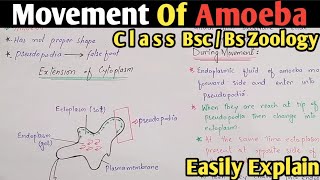 Amoeba Movement  Amoeboid Movement  Amoeba Moves Through Pseudopodia  Class Bsc amp Bs Zoology [upl. by Olimac126]