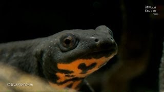 Chinese Firebelly Newt Hypselotriton orientalis  Animalia Kingdom Show [upl. by Enytsirk]