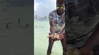 Kiwengwa Beach Review 🇹🇿 shorts  Dream Sensations in Zanzibar [upl. by Weeks285]