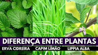 DIFERENÇA ENTRE ERVA CIDREIRA X CAPIM LIMÃO CAPIM CIDREIRA X LIPPIA ALBA 038 [upl. by Potts]