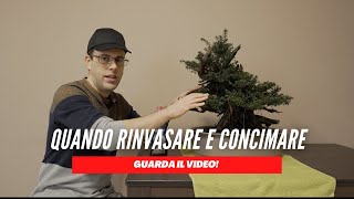 TI SPIEGO QUANDO RINVASARE E CONCIMARE IL BONSAI [upl. by Diandre]