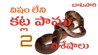 ఇంకొక విషం లేని కట్ల పాము ANOTHER VENOMLESS KRAIT [upl. by Acalia]