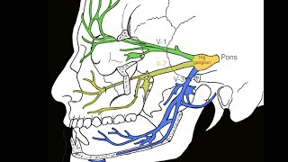 Cranial nerve V [upl. by Yesnek]