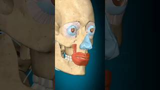 3D animation of levator anguli oris muscle action 3danimation  YouTube viral shorts [upl. by Llirred994]