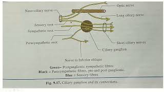 CILIARY GANGLION [upl. by Etselec938]