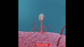 Lifecycle of Bacteriophage Virus  Lytic Cycle [upl. by Altis]