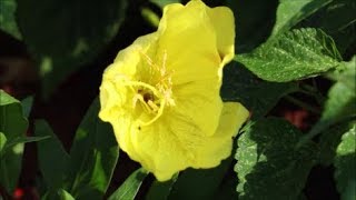 How to Grow Evening Primrose from Seed [upl. by Landes]