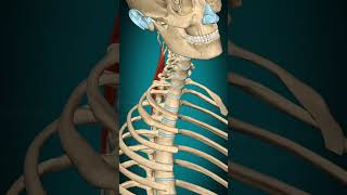 Spinalis capitis muscle action Vertebral column Lateral flexion muscle anatomy [upl. by Eiramit]