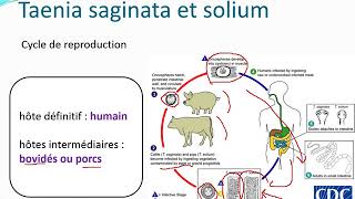 Chapitre 10 Parasitologie partie 31Les cestodes [upl. by Marilyn]