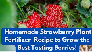 Homemade Strawberry Plant Fertilizer Recipe to Grow the Best Tasting Berries [upl. by Airebma]