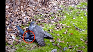 HAWK KILLS AND EAT CROW UP CLOSE PART 2 [upl. by Merth]