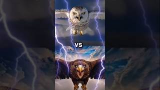 Eagle vs Vultures vs  falcon crow owl seagull Duck toucan bird Macow pigeon [upl. by Nahsor]