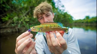 Micro Fishing The RARE River Fish of The Amazon [upl. by Quintin]