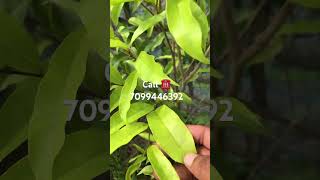 Agarwood plantation result after 1 year agarwood agarwoodplantation aquilaria farming plant [upl. by Enilekaj]