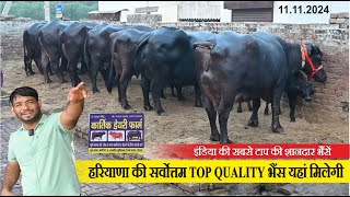 हरियाणा की सर्वोत्तम TOP QUALITY भैंस यहां मिलेगी  KARTIK DAIRY FARM SURYA NAGAR HISAR [upl. by Adnohral128]