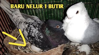 jodohan merpati bluenet X blondinet  baru nelur 1 [upl. by Enellek]