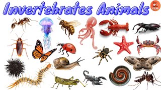 Top 40 Invertebrates Animals Name for in English for kids learning kidslearning animals insects [upl. by Agbogla12]