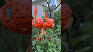 How to plant Lily Bulbils Mini bulbs bulbils lilybulbs freeplants gardentips gardening [upl. by Crescint]