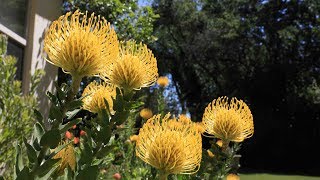 Secret to growing proteas in difficult soil conditions  leucospermum leucadendron mimetes banksia [upl. by Swords380]