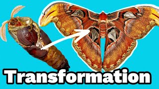 Moth hatching amp drying her wings Timelapse Atlas moth lifecycles [upl. by Sirad138]