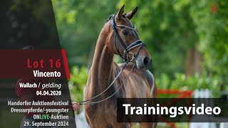 Auktionsfestival Training Lot 16 Vincento Wallach v Valdiviani  Escolar [upl. by Stambaugh]