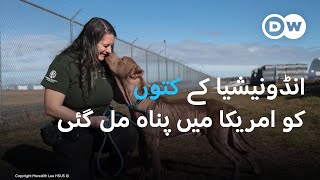 انڈونیشیا کے کتوں کے لیے امریکا میں نئی زندگی کی امید  DW Urdu  Indonesian Dogs Travel to USA [upl. by Granniah]