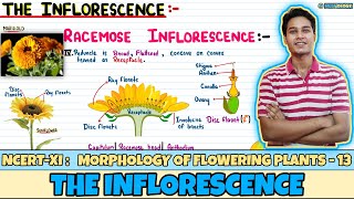 Morphology of Flowering Plants Lec 13 The Inflorescence Class 11 NEET Neetology [upl. by Waters]