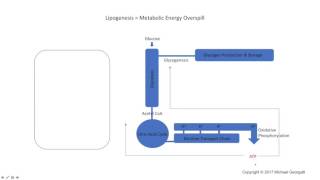 Lipogenesis an example of metabolic energy overspill [upl. by Haziza883]