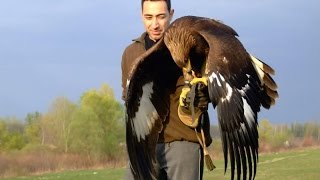 Hunting with a Golden Eagle  Amazing short movie [upl. by Suirad]