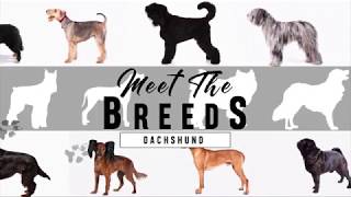 Meet the Breeds Dachshund [upl. by Levitus]