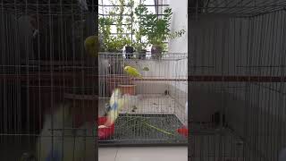 Budgie sounds  Cute Budgie parakeet singing in his swing birds [upl. by Herson]